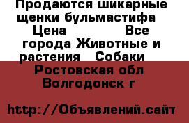 Продаются шикарные щенки бульмастифа › Цена ­ 45 000 - Все города Животные и растения » Собаки   . Ростовская обл.,Волгодонск г.